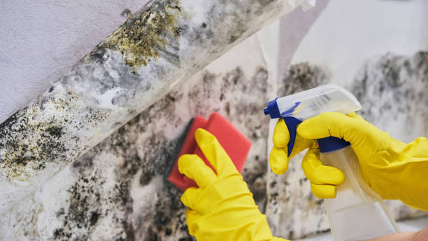 Best Ceiling water damage repair  in Montclair, CA